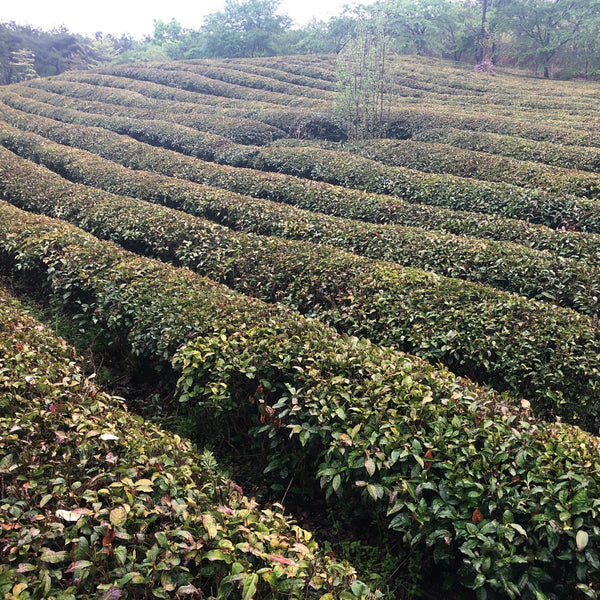 Soo Soo Choi's South Korean Ryohongcha (Black Tea)