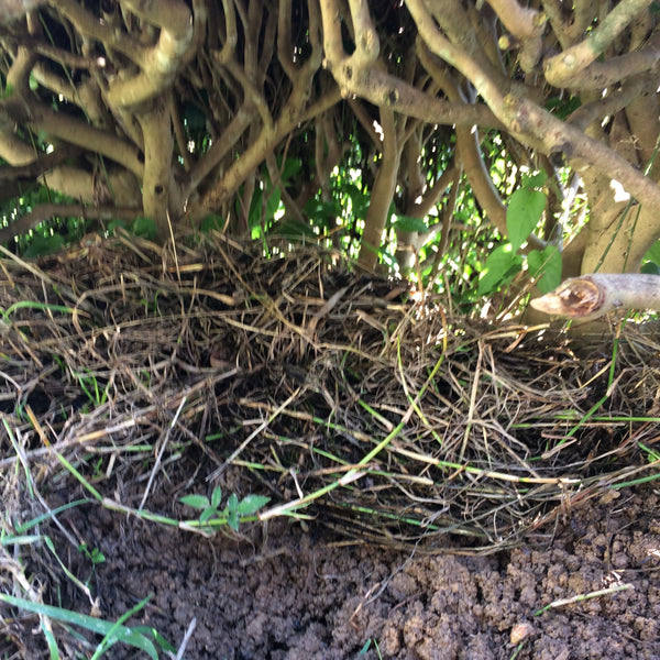 Mr Irie's Koucha Tea