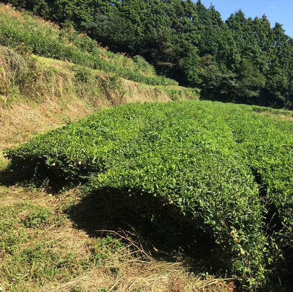 Mr Irie's Koucha Tea