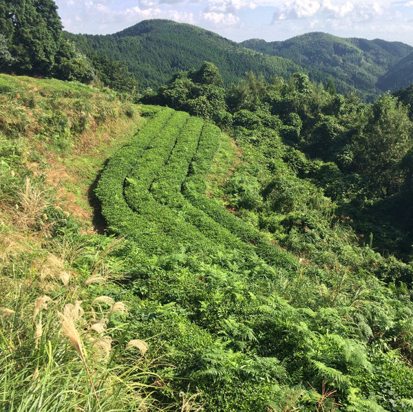 Mr Irie's Koucha Tea