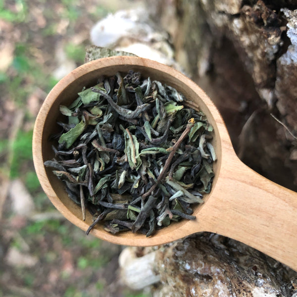 Glenburn 2025 First Flush Darjeeling Tea