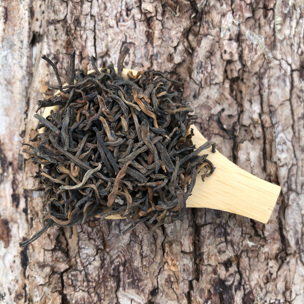 2018 Ancient Tree Jingmai Shu Puer : A Bai La co-operative Jingmai mountain