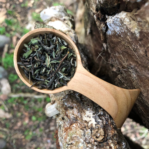Glenburn 2025 First Flush Darjeeling Tea