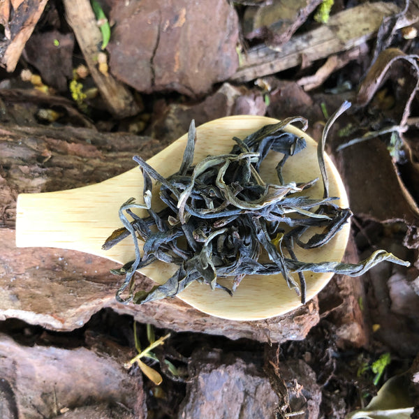 2018 Sheng Puer : A Bai La co-operative Jingmai mountain