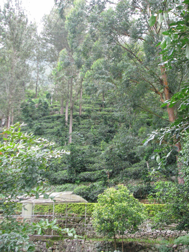 Idalgashinna Estate | Uva Sri Lanka