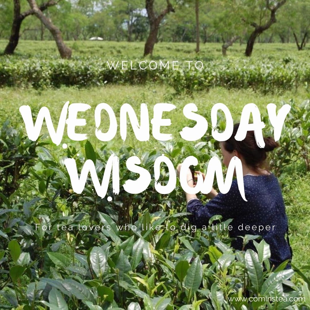 Wednesday Wisdom with Michelle & KC : Week 2 : Indian Tea Cultivation from beginnings to the modern day : A closer look at Darjeeling : A look at climate change impact & mitigation
