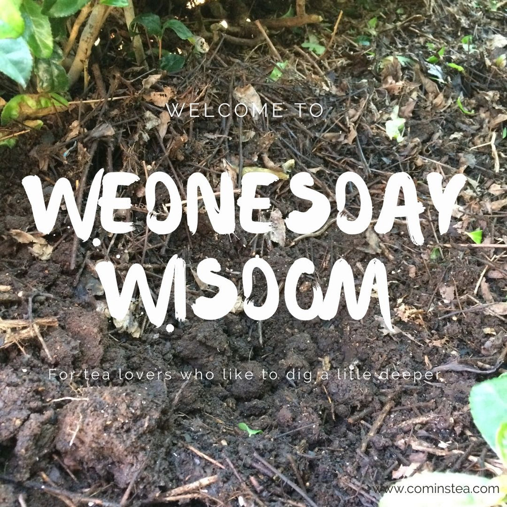 Wednesday Wisdom with Michelle & KC : Week 1 : Getting to know each other : Tea in the time of COVID : Tea Plant resilience