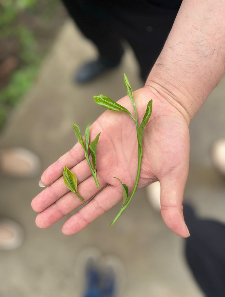 China 2024 Day 11 : Huoshan & its famous yellow tea