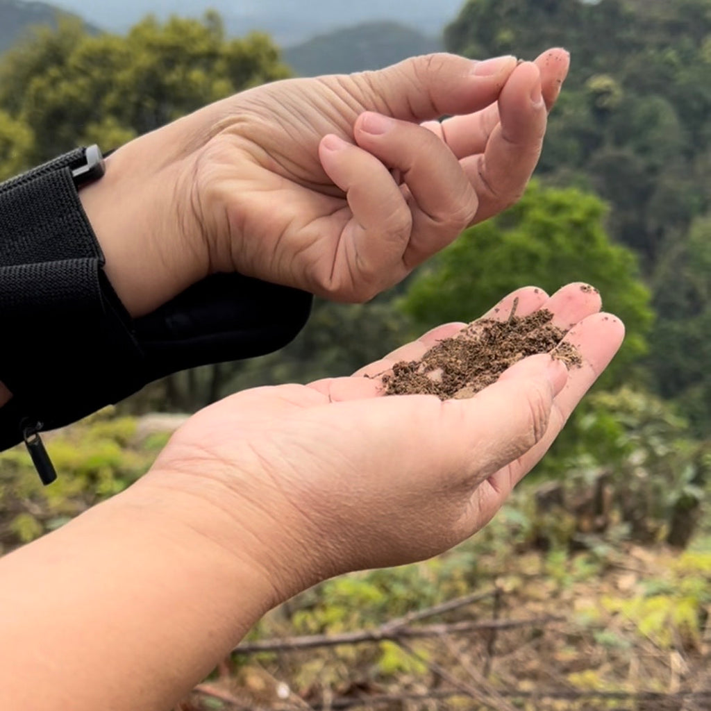 China 2024 Day 4 : Exploring the tea wonderland of Wuyi Shan