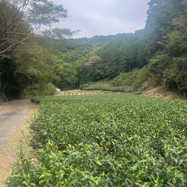 Iizuka Family Sukemune [Shizouka] Black Tea