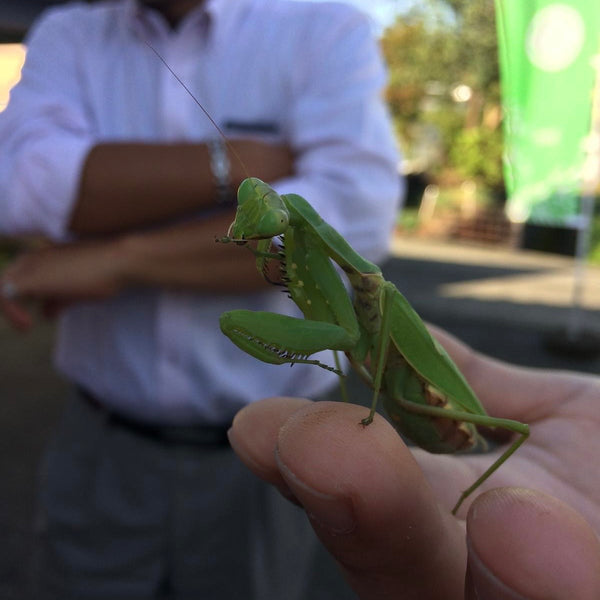 Mr Irie's Koucha Tea