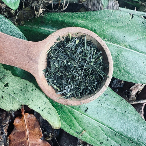 Harashima Family 2025 Hachijuhachiya Sencha