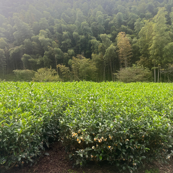 Iizuka Family Sukemune [Shizouka] Black Tea