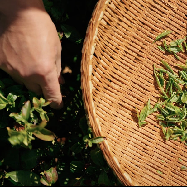 Jun’s Jungjak Black Tea [South Korea]