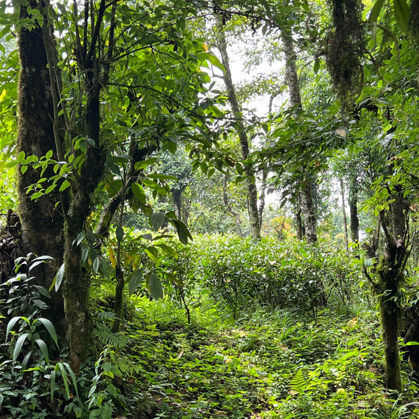 Rajiv’s 2025 First Flush Darjeeling