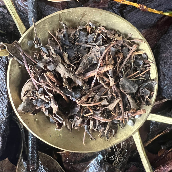 Tokuya’s Sencha Tea (Native Cultivar)