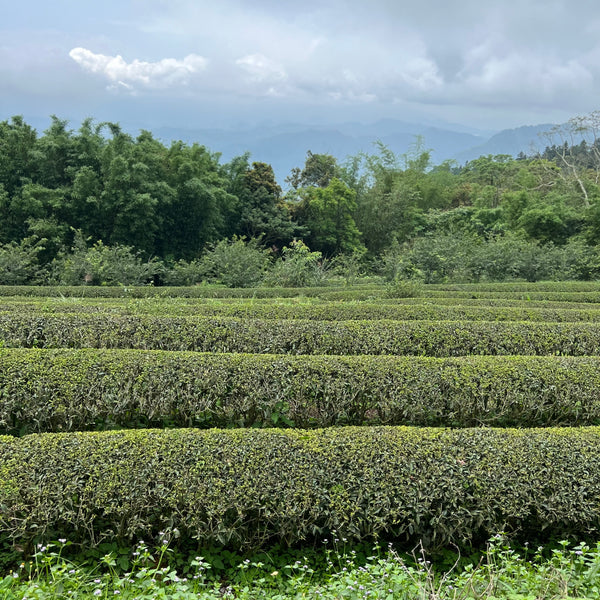 Tsai Brothers Four Seasons Black