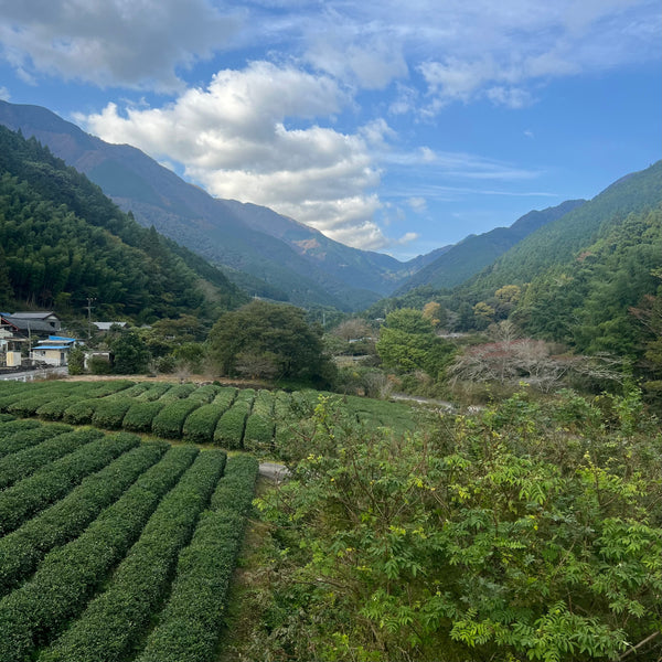 Iwasaki Family [Shizouka] High Grade Sencha