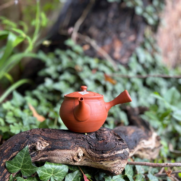 270ml Mogake”藻掛“ Red Shudei Kyusu with sesame filter [Gyokko Kiln]