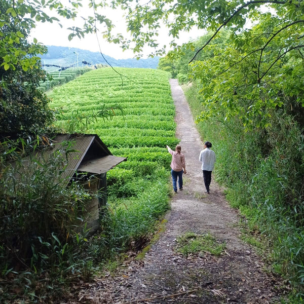 Tokuya’s Sencha Tea (Native Cultivar)