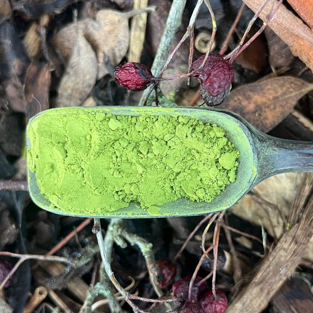 Takahashi San Tamaryokucha Powder