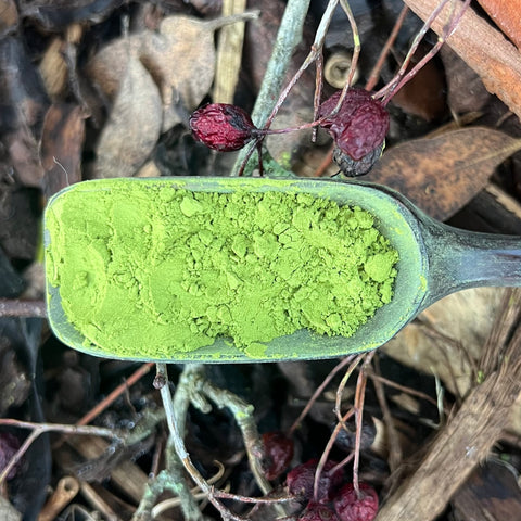 Takahashi San Tamaryokucha Powder