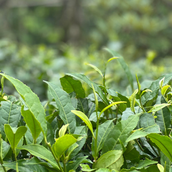Rajiv’s 2025 First Flush Darjeeling