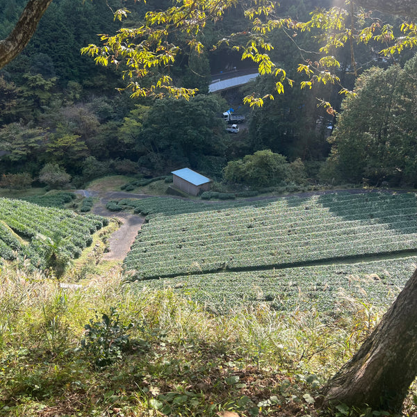 Iwasaki Family [Shizouka] High Grade Sencha