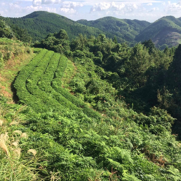 Mr Irie's High Grade Sencha Fukamushi