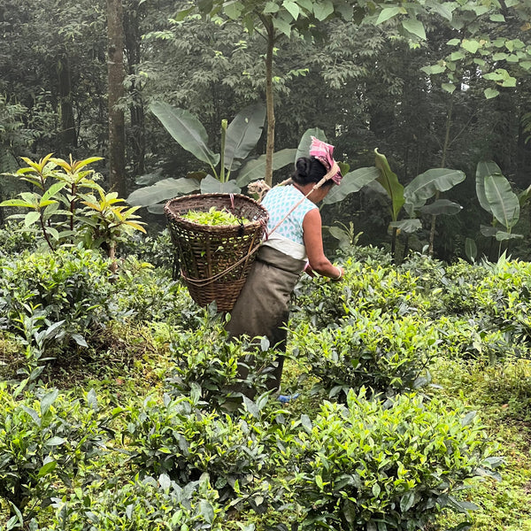 Ashweta’s 2023 Darjeeling White