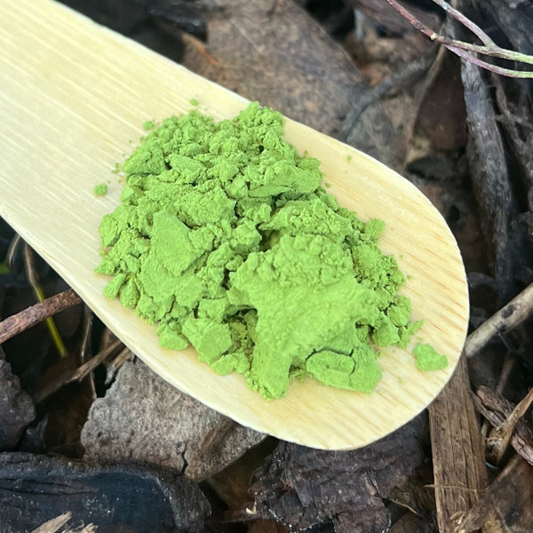 Takahashi San Tamaryokucha Powder