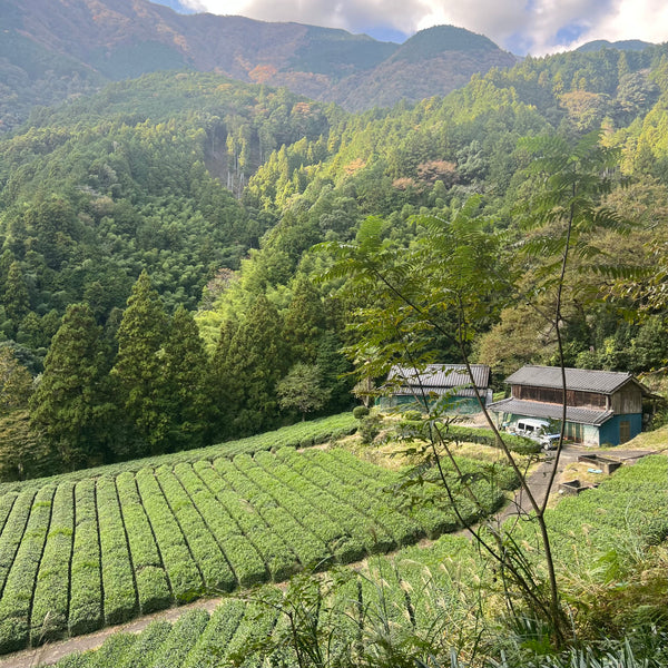 Iwasaki Family [Shizouka] High Grade Sencha