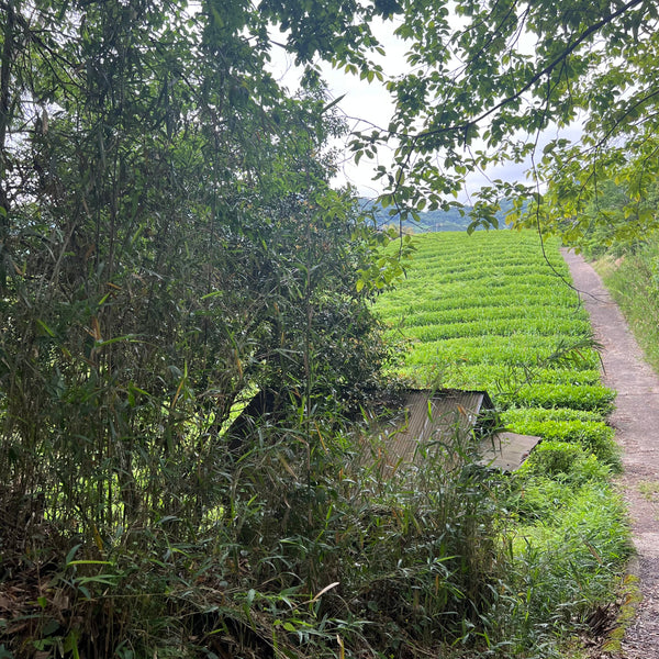 Tokuya’s Sencha Tea (Native Cultivar)