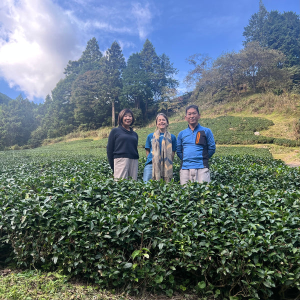 Iwasaki Family [Shizouka] High Grade Sencha