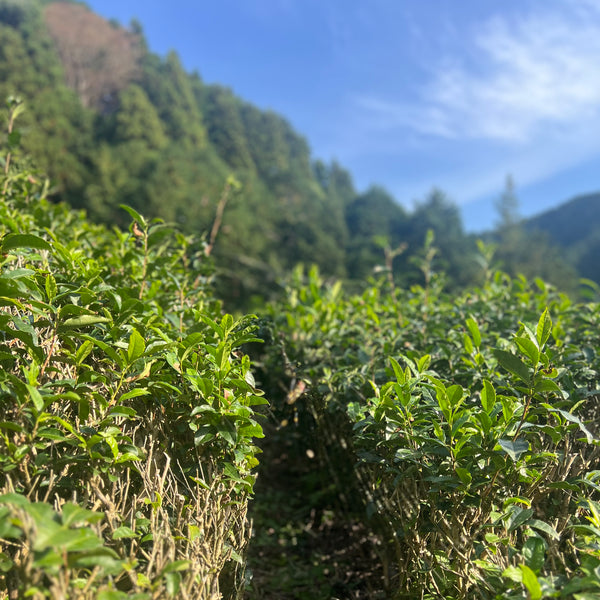 Iwasaki Family [Shizouka] High Grade Sencha