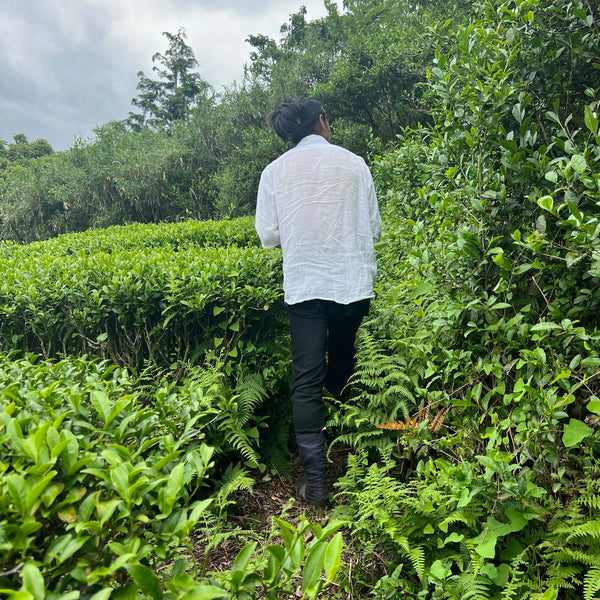 Tokuya’s Sencha Tea (Native Cultivar)