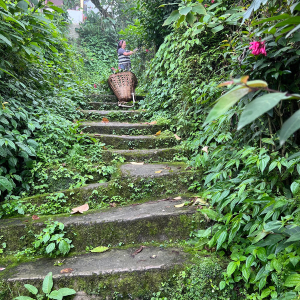 Ashweta’s 2023 Darjeeling Green