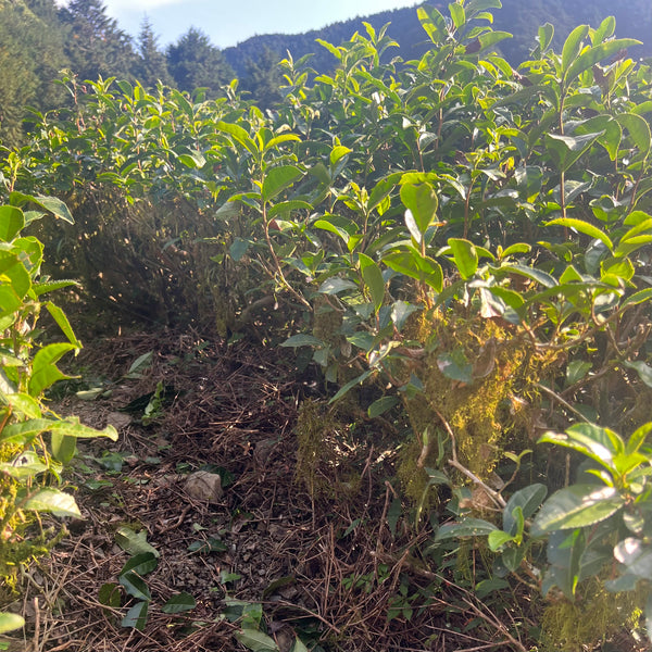 Iwasaki Family [Shizouka] High Grade Sencha