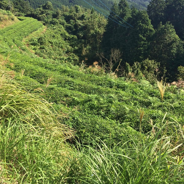 Mr Irie's Koucha Tea