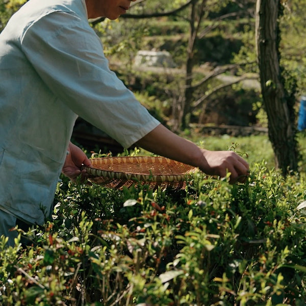 Jun’s Jungjak Black Tea [South Korea]