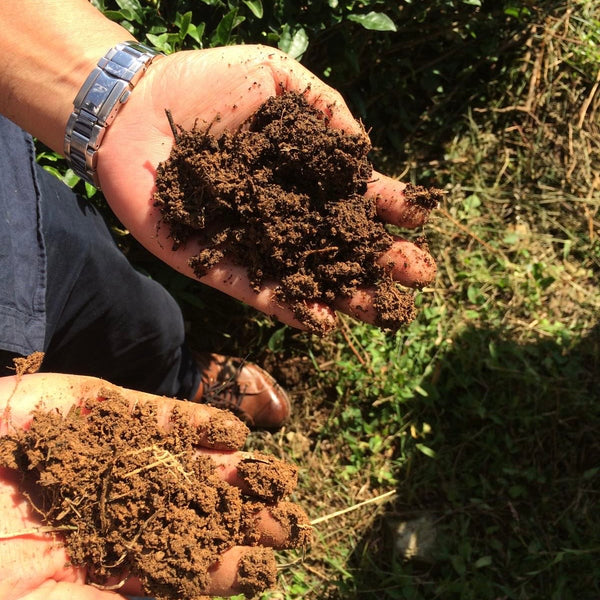 Mr Irie's Koucha Tea