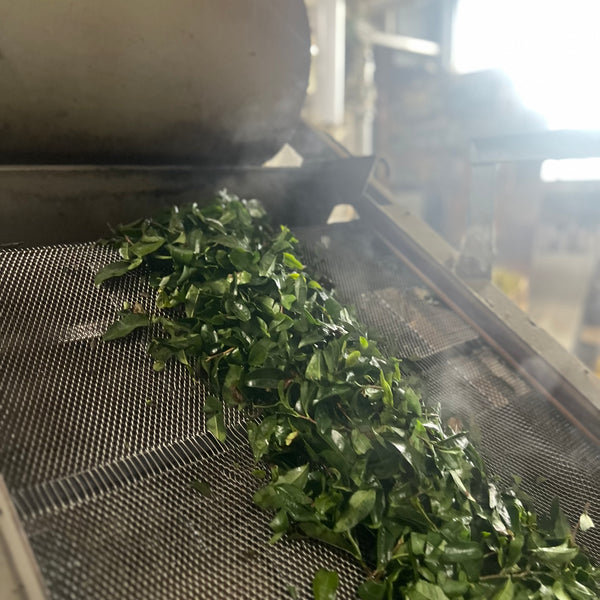 Iizuka Family Sukemune [Shizouka] Black Tea