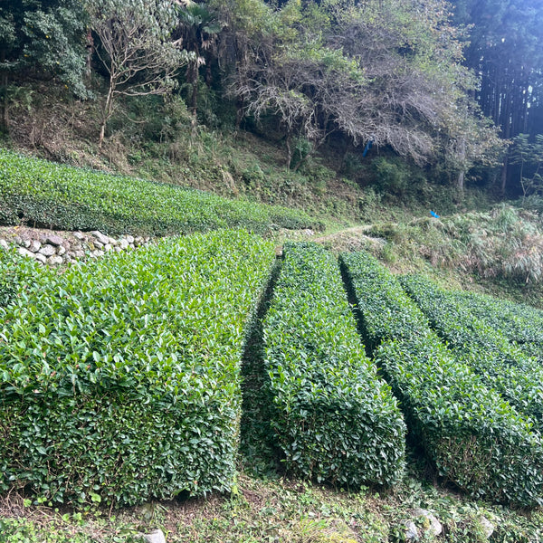 Iwasaki Family [Shizouka] High Grade Sencha