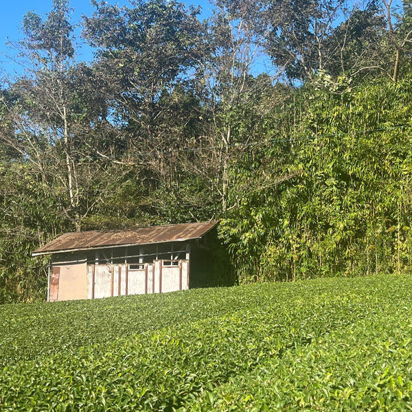 Harashima Family Yame Koshun Oolong