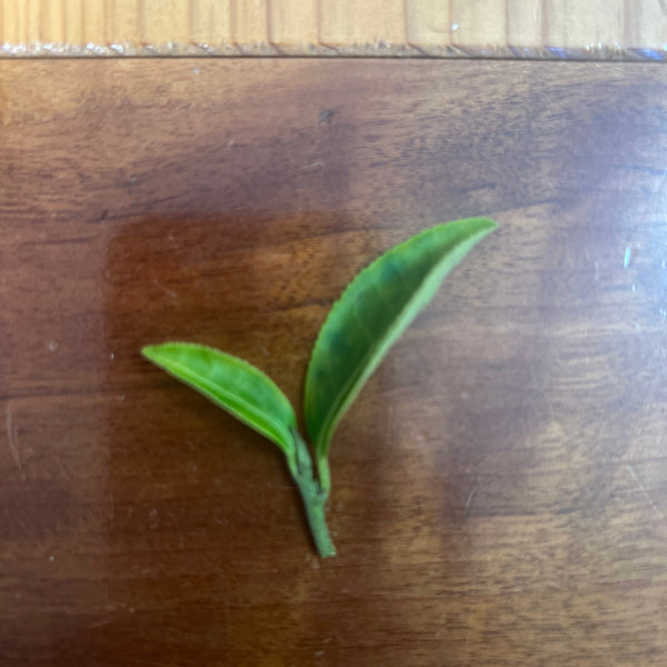 Akio’s ’Shin’ Gyokuro