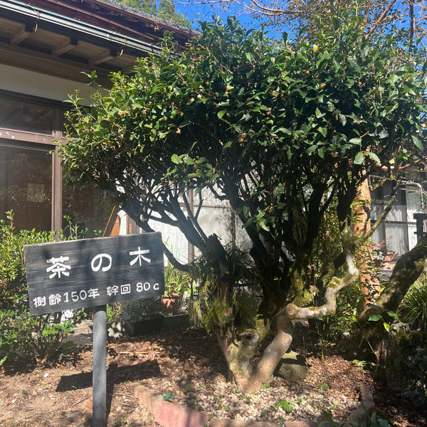 Akio’s ’Shin’ Gyokuro