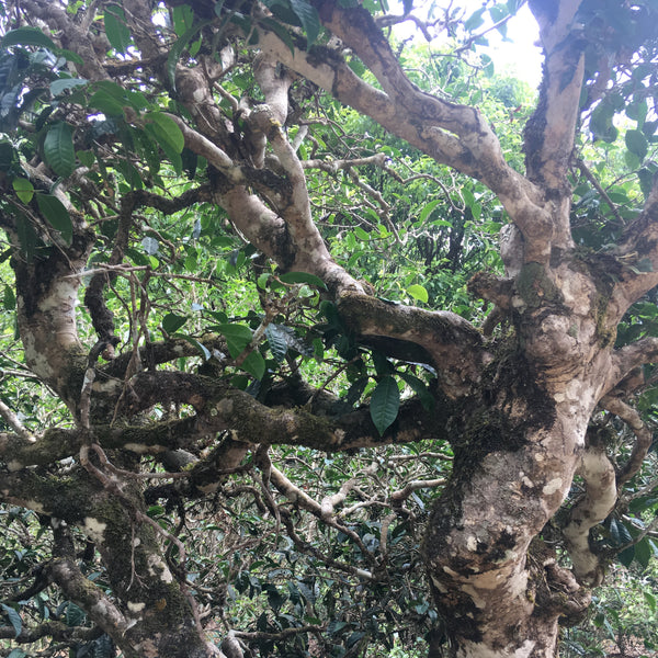 2018 Ancient Tree Jingmai Shu Puer : A Bai La co-operative Jingmai mountain