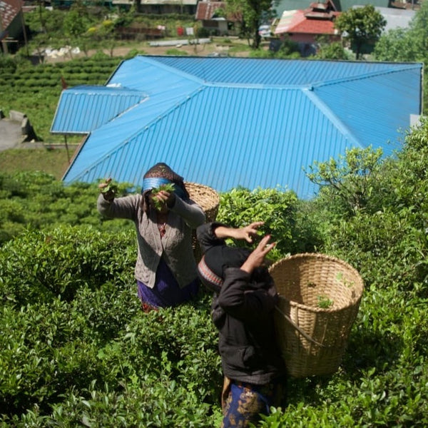 Second Flush Darjeeling Tea [Niroulas Tea Cooperative]