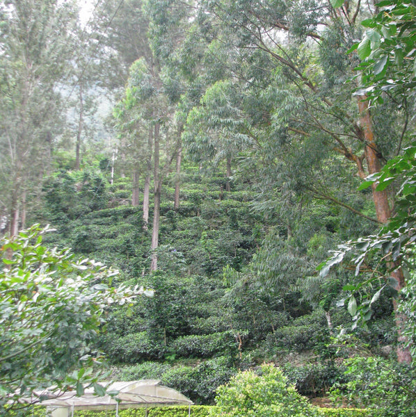 High Grown Ceylon [OP] Tea