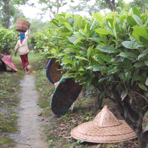 Khongea Golden Tip Assam Tea